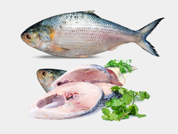 Fish